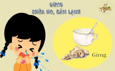 Tác dụng của gừng đối với bệnh ho, cảm lạnh