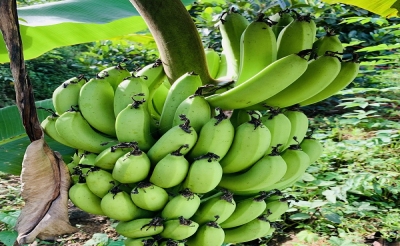 Tinh bột kháng từ chuối xanh: bột chuối xanh và tinh bột chuối xanh